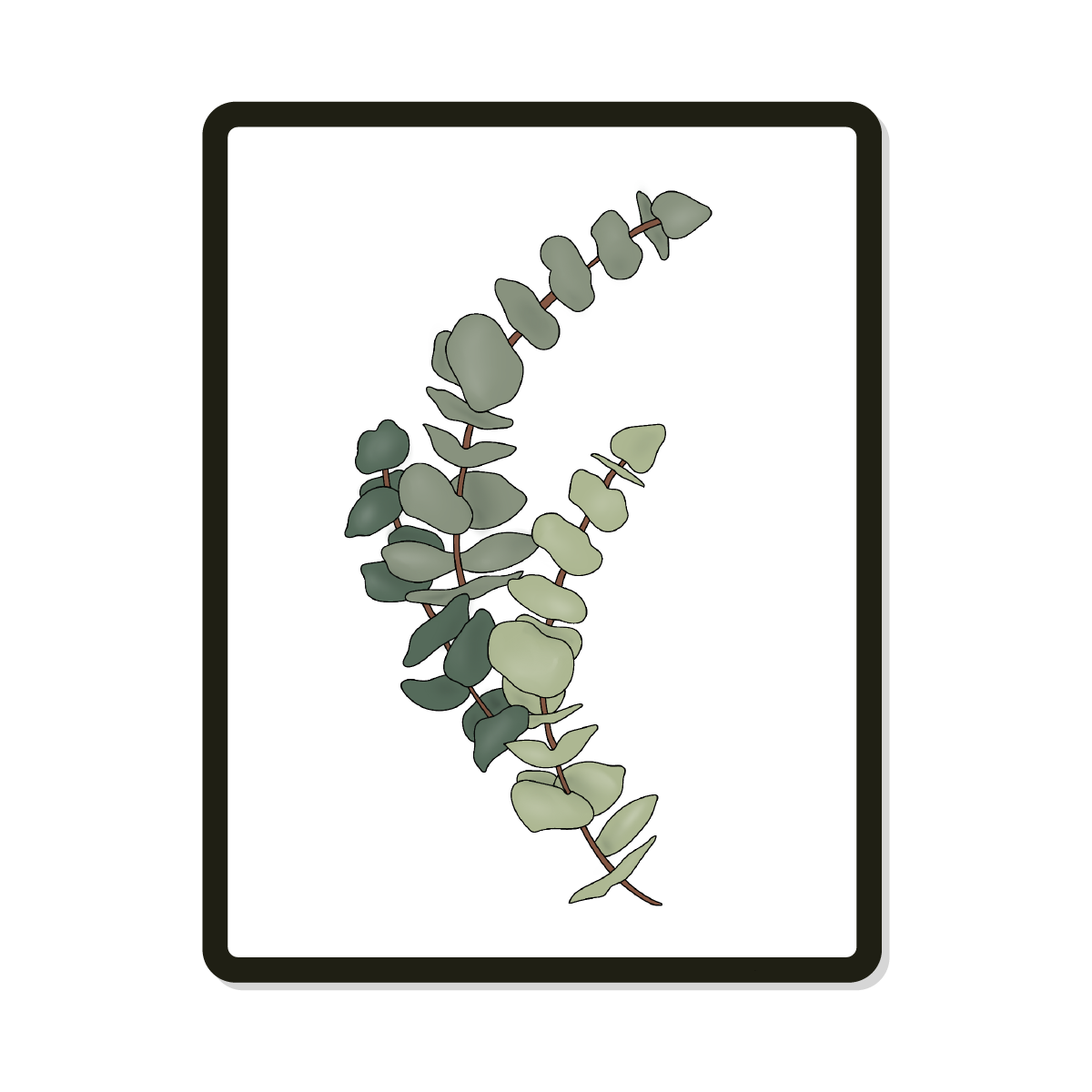 Cornell Round | Eucalyptus