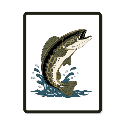 Brook | Round| Trout Fish