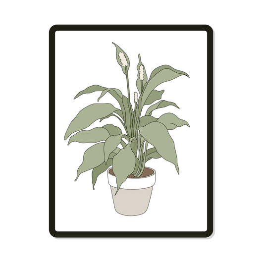 Paulie | House Plant Template