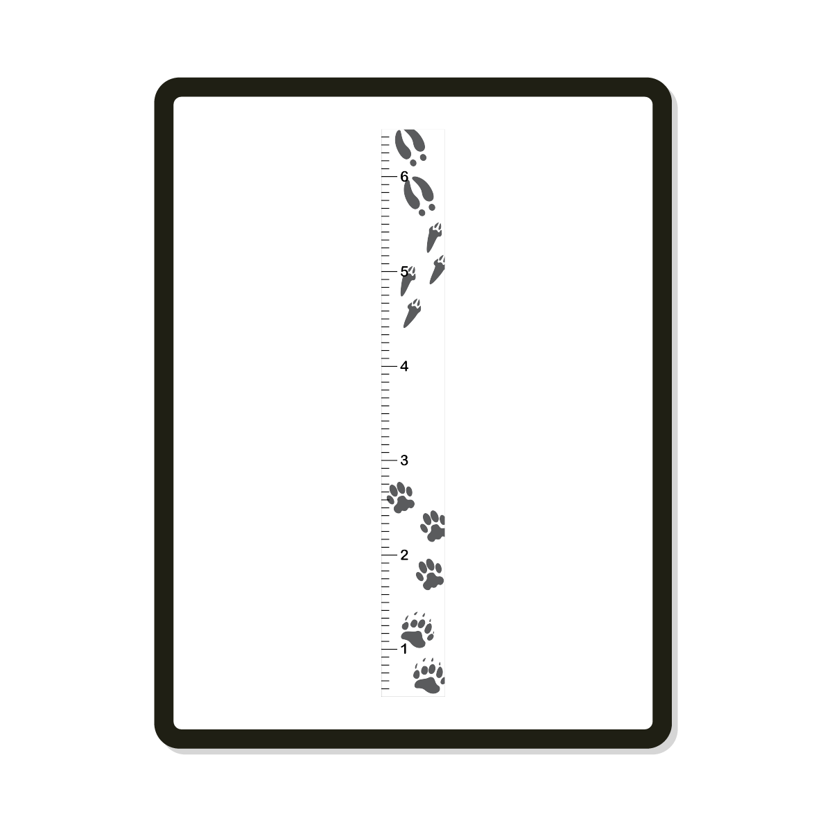 Tracks | Growth Chart | Woodland Animal Tracks